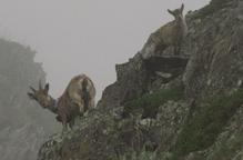 Documenten un nou atac de voltors a bestiar viu al Pallars Sobirà