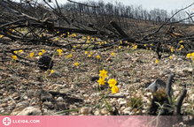 Un estudi liderat per la UdL assegura que la sequera limita la recuperació dels boscos afectats per incendis