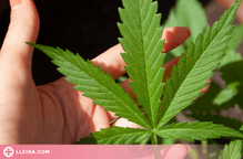 Sanitat inicia els tràmits per regular el cànnabis medicinal