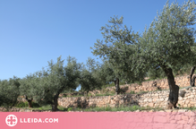 ⏯️ Entitats ecologistes promouen un projecte de producció ecològica als oliverars de les Garrigues