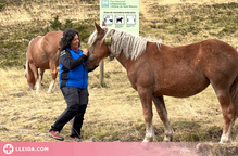 ⏯️ Cedits 170 dispositius de geolocalització a ramaders situats en una zona de presència permanent d'os bru