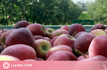 ⏯️ El cultiu de poma de muntanya a la vall del Llobregós suma ja 14 hectàrees i aspira a superar el centenar