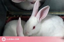 ⏯️ El sector del conill, ofegat per l'augment de costos de producció