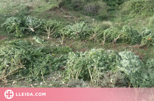 Els Mossos detenen un home i desmantellen una plantació de marihuana al Pallars Jussà