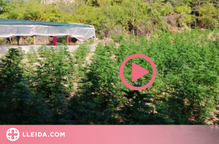 ⏯️ Desmantellen dues plantacions de marihuana amb més de 18.000 plantes a un bosc al Solsonès