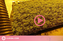 ⏯️ Cinc detinguts per cultivar més de 1.500 plantes de marihuana en dues cases