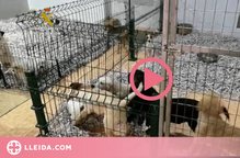 ⏯️ Tanquen una empresa per la venda il·lícita de gossos provinents de l'Europa de l'Est