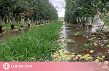 ⏯️ Comença el reg de fruita dels productors del canal d'Urgell per salvar fins al 90% de la collita