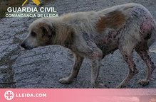 Troben vuit gossos amb signes de desnutrició i maltractament a la província de Lleida