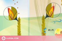 Un estudi d'Agrotecnio clou que el blat amb arestes no és més productiu que sense elles