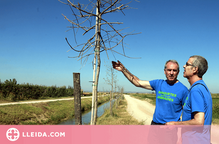⏯️ Part dels arbres que es van plantar a les banquetes del canal d'Urgell han mort per falta d'aigua