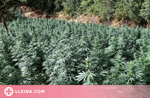Desmantellen una plantació de 2.800 plantes de marihuana al Pallars Sobirà