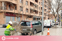 Recta final de la campanya d’esporga de l’arbrat de Lleida