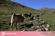 Ramaders del Pallars Sobirà demanen una reunió urgent amb Acció Climàtica per modificar la PAC