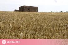 ⏯️ Cau un 70% la collita de cereal a Catalunya a causa de la sequera extrema