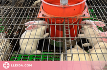 ⏯️ Neix la marca 'Conills de Pagès' a tres explotacions del Solsonès i la Segarra