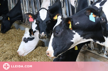 Habiliten una eina per saber el cost de produir llet i que el sector ramader no el vengui a sota preu