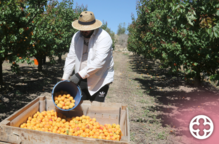 ⏯️ Pagesos del Baix Segre comencen la campanya de l'albercoc amb una producció de "bona" qualitat