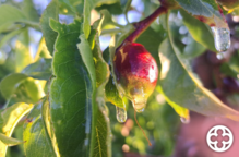 La gelada de la matinada a Ponent afecta cultius de fruita dolça