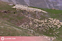 Localitzen dues ovelles mortes a Vilamòs per un possible atac d'os