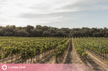La ruta del vi de Lleida en quinzena posició amb 29.980 visitants 