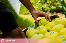 Un conegut grup fruiter lleidatà estima produir un 45% menys de poma a causa de les galeades d'abril