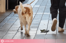 Detingut l'amo d'un gos potencialment perillós per agressions amb lesions a la Seu