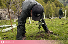 ⏯️ Planten milers d'arbres fruiters al Pallars Sobirà per alimentar l'os i allunyar-lo dels pobles