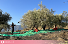 ⏯️ Les altes temperatures i la sequera avancen més d'un mes la collita d'olives al Pallars Jussà