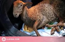 Un detingut a Navès per vendre ovelles il·legalment