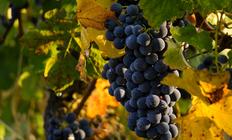 No hi haurà viticultura sense viticultors