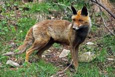 Sorteig Entrada Doble per a visitar la "Fauna dels Pirineus" a MónNatura Pirineus