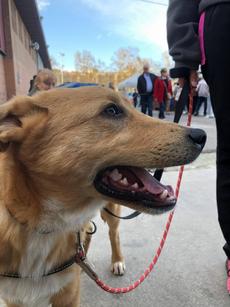 Ruta canina de la flor