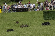 Concurs Internacional de Gossos d'Atura al Pallars / SEGRE