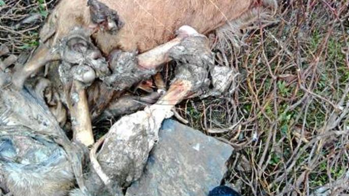 Troben setze cavalls morts a Canejan com a conseqüència de l'atac d'un ós