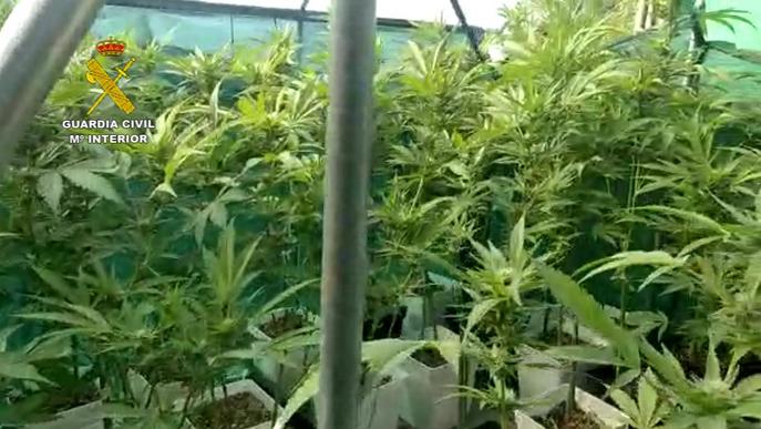 La Guàrdia Civil de Lleida aprehèn 215 plantes de marihuana
