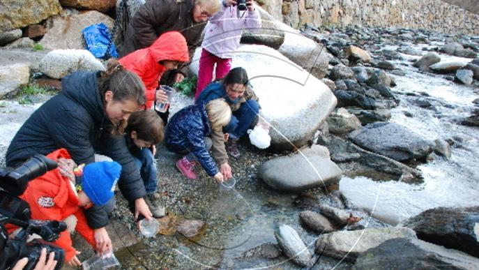 Alliberen exemplars de cavilat al riu Garona per evitar-ne l'extinció