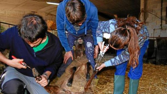 UP forma joves aturats del Pirineu per ser ramaders
