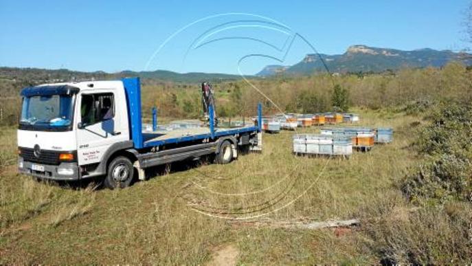 Els ruscos traslladats al Pirineu tornaran al pla el mes de setembre