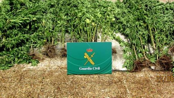 Acusat de conrear plantes de marihuana a la Seu d'Urgell