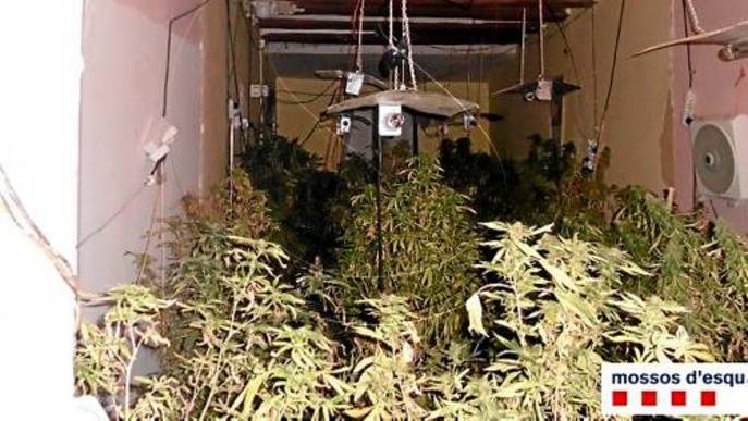 Quatre detinguts per conrear marihuana en una casa de Bellvís