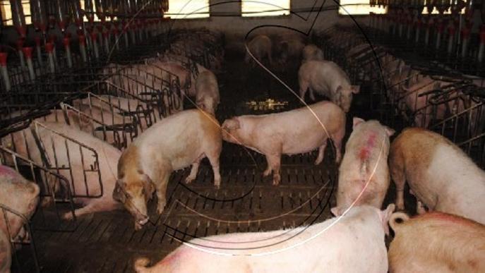 Catalunya demana en sols tres dies ajuts per emmagatzemar 5.800 tones de carn de porc