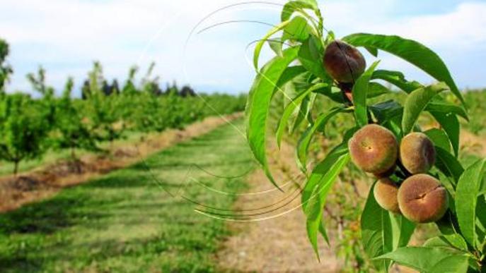 Madrid analitzarà els preus de la fruita d'aquest estiu