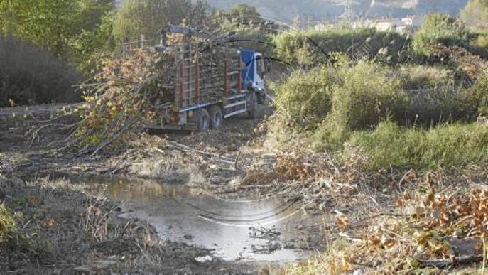 Talen més de 150 pollancres de la ribera de la Ribagorçana a Ivars de Noguera