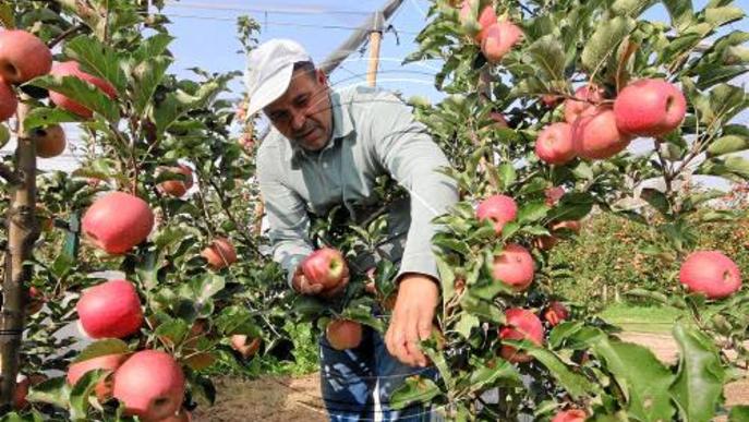 Arranca la campanya de la pink lady amb previsió de preu d'1,3 €/kg