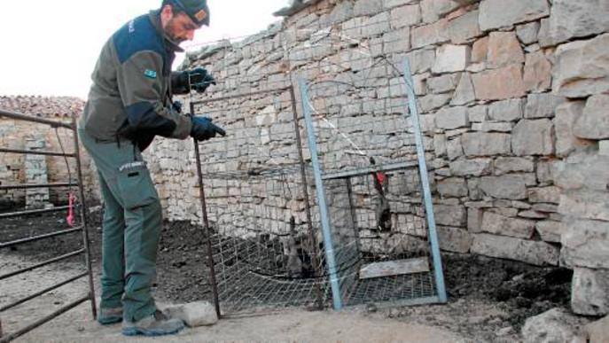 Batudes dels Rurals per capturar els gossos salvatges del Baix Segre