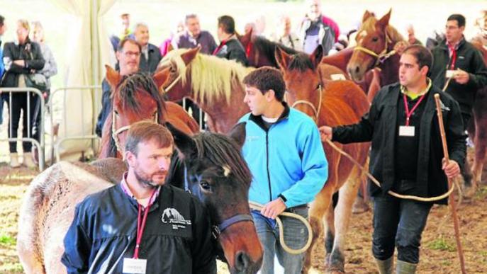 Més de cent cavalls del Pirineu en el concurs nacional de Salàs