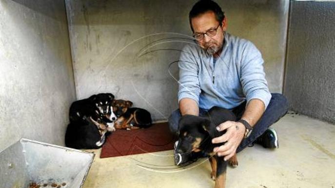 Busquen famílies d'acollida per als cinc cadells dels gossos salvatges de Seròs