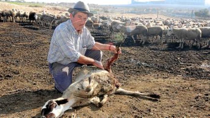 Tercer atac dels gossos salvatges contra un ramat d'ovelles a Seròs