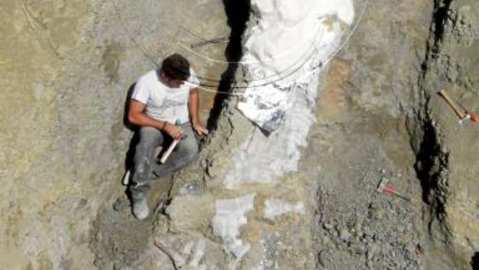 Extreuen al Jussà el fòssil més gran de dinosaure trobat fins ara a Europa